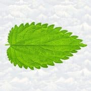 Eco-Web Ecological Consulting Ltd.