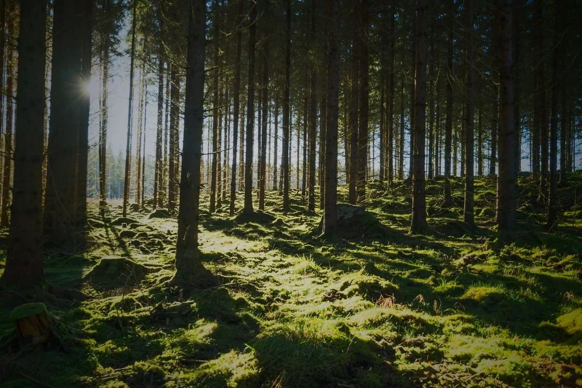 MB Mighty Mulching Ltd