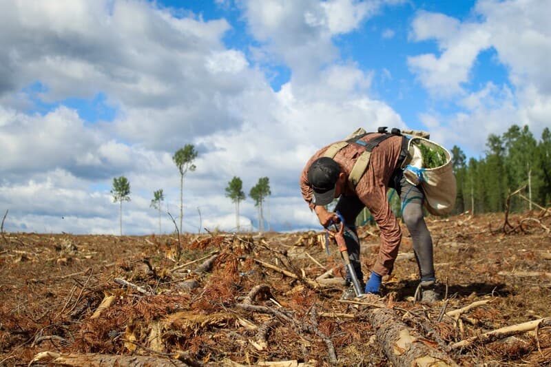 Summit Reforestation & Forest Management Ltd