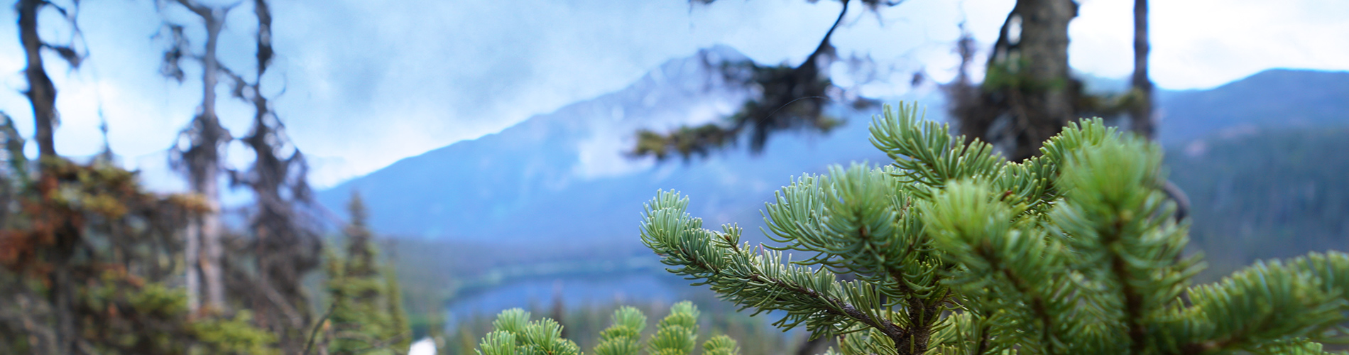 Coastal GasLink pipeline construction in British Columbia